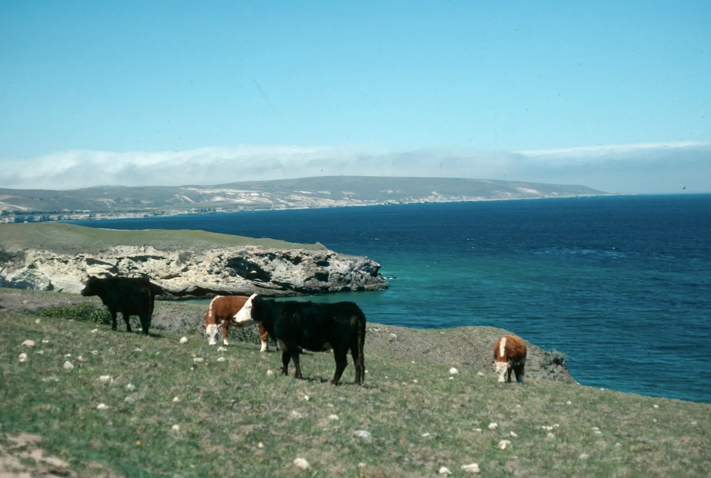 Santa Rosa Island, cattle, Beechers Bay