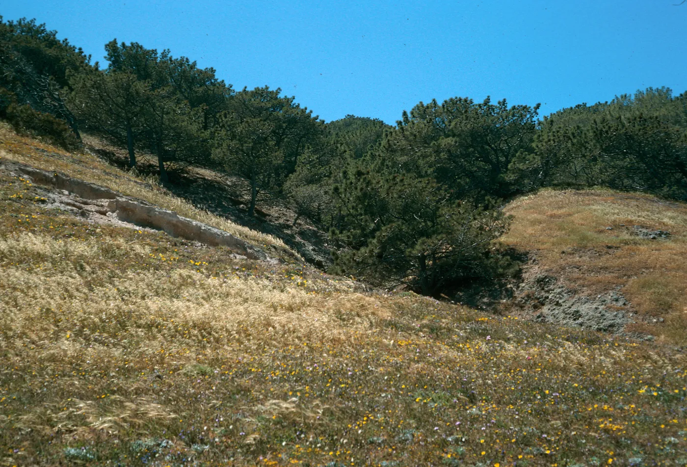 Santa Rosa Island, Torrey Pines, Beechers Bay