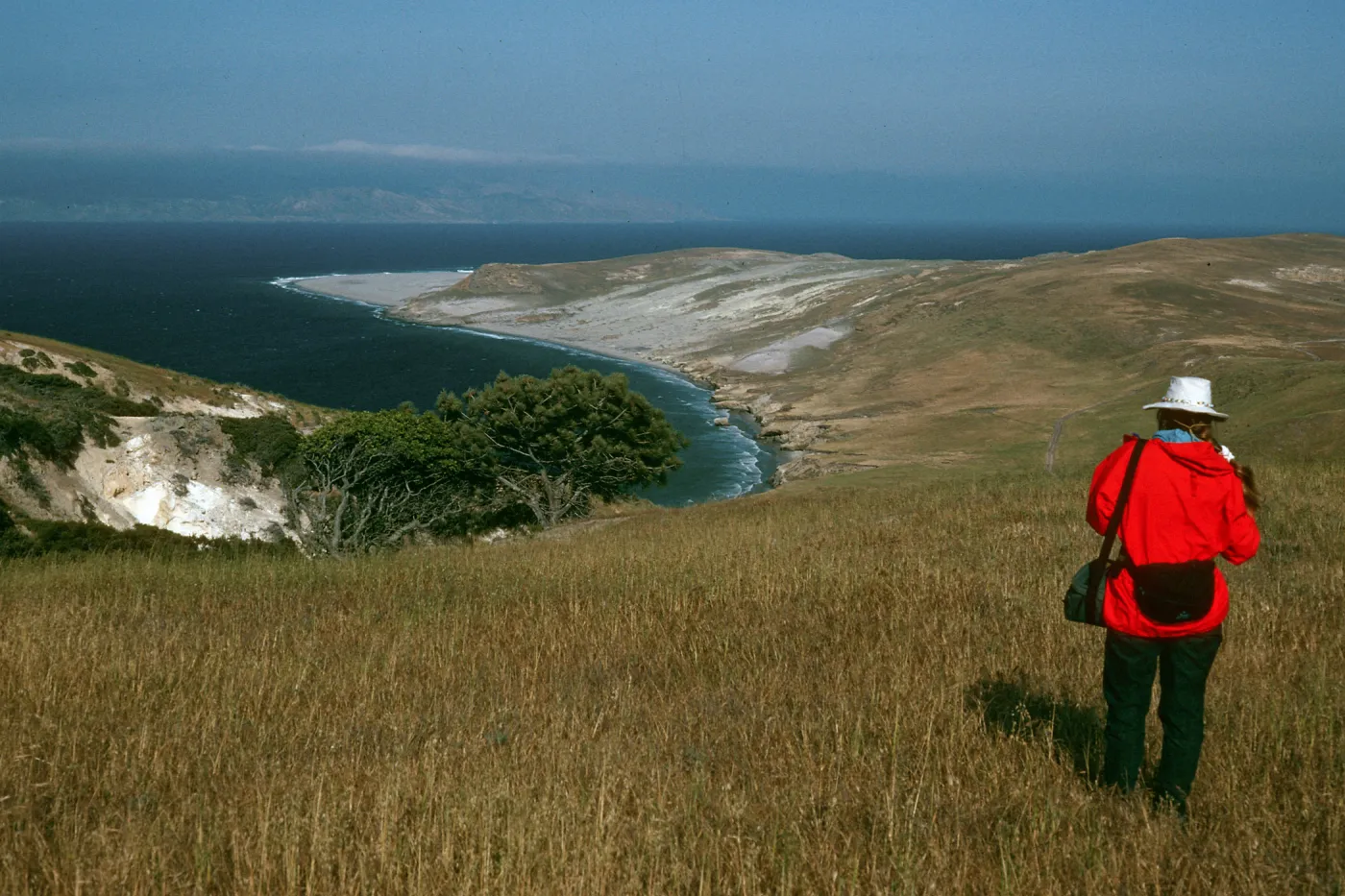 View of Skunk Point from Ridge Above Torrey Pines, Santa Rosa Island