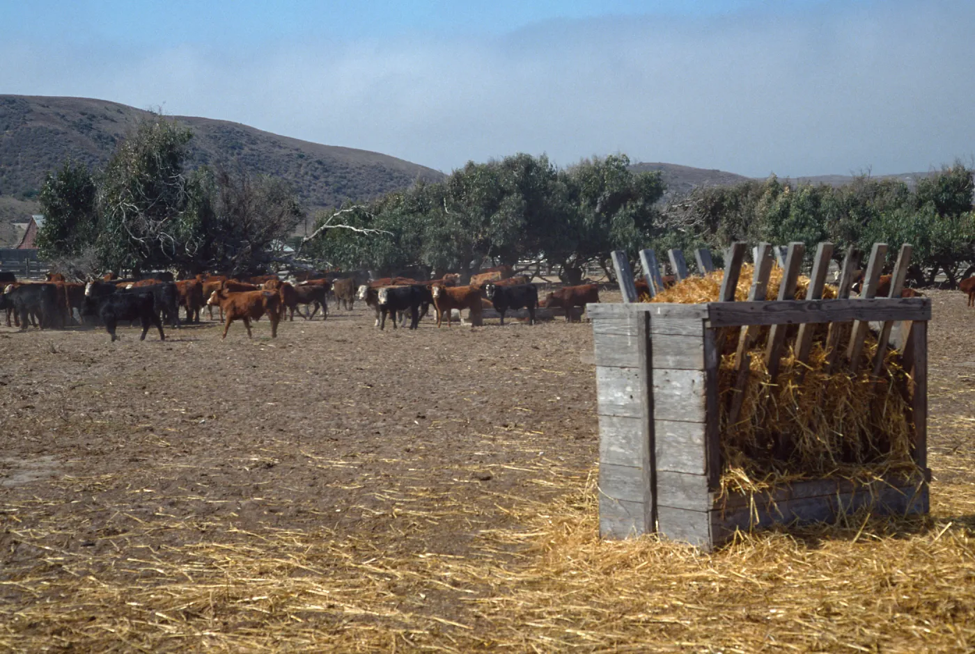 Santa Rosa Island, cattle, Vail Ranch