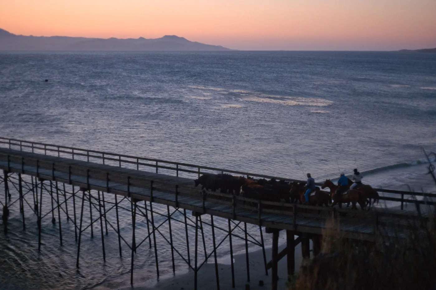 Santa Rosa Island, cattle drive at dawn