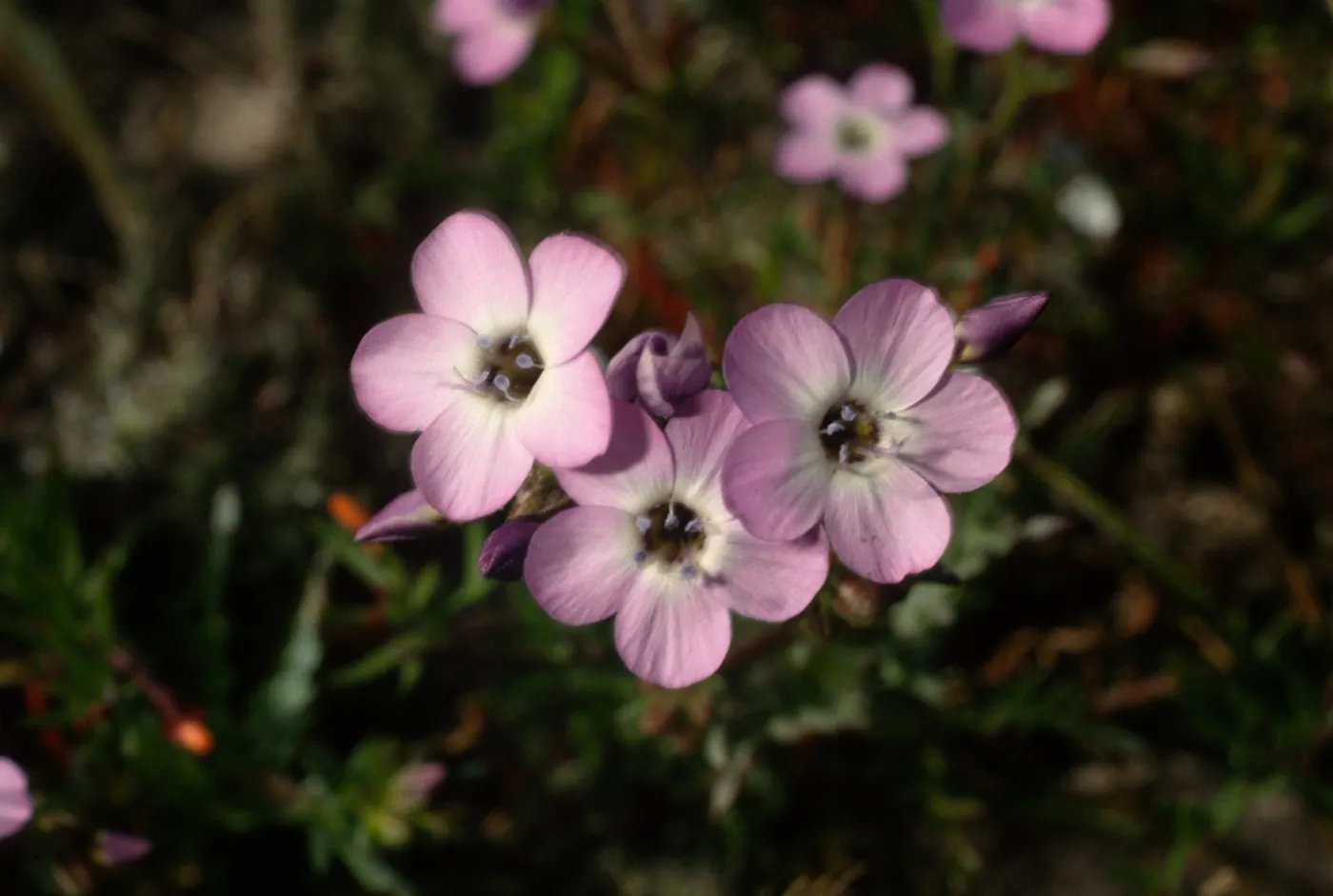 Santa Rosa Island, Gilia tenuiflora hoffmannii, road to East Point