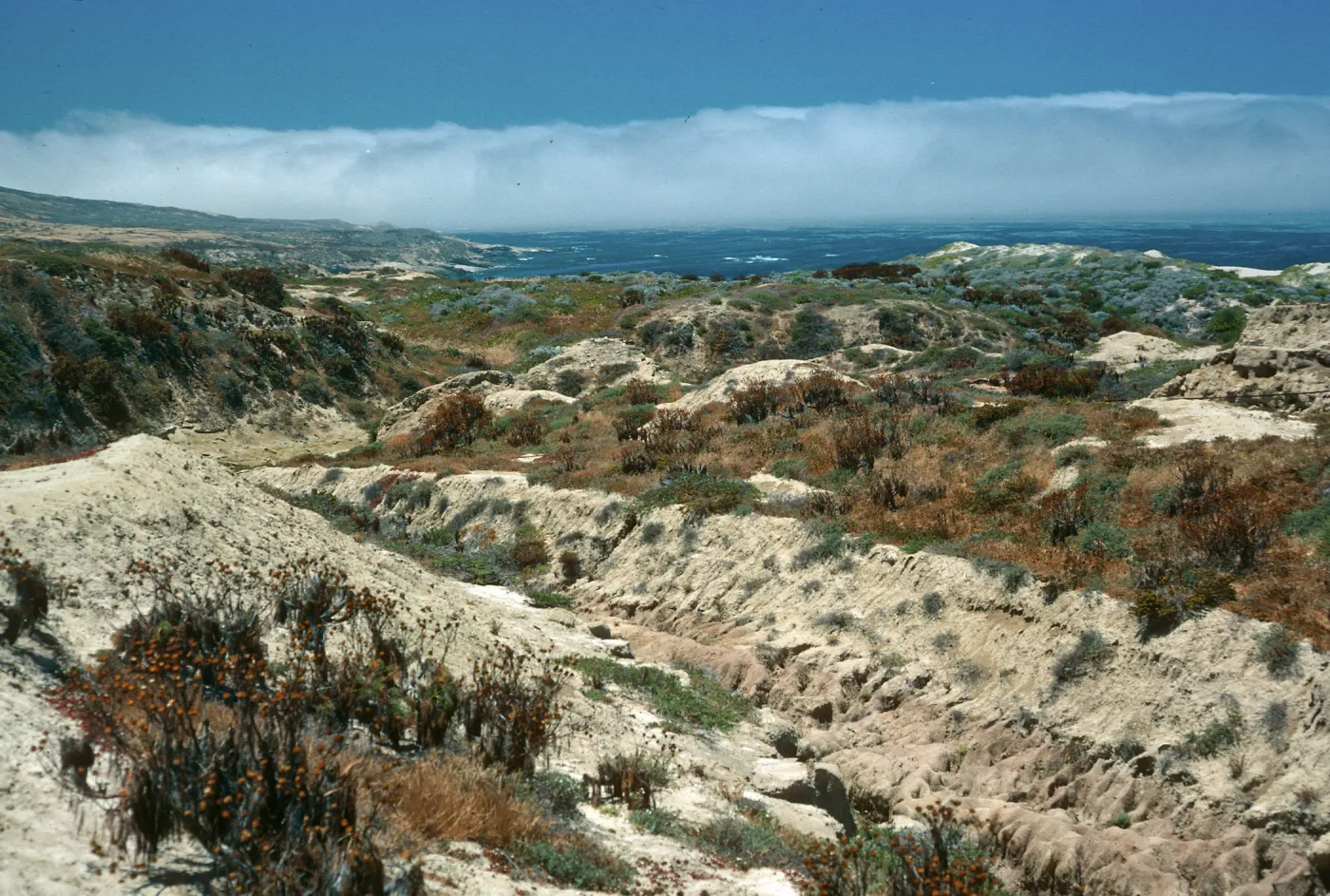 San Nicolas Island, view of North shore, head of Celery Canyon