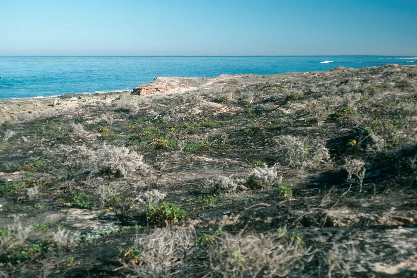 San Nicolas Island, burn at Corral Harbor