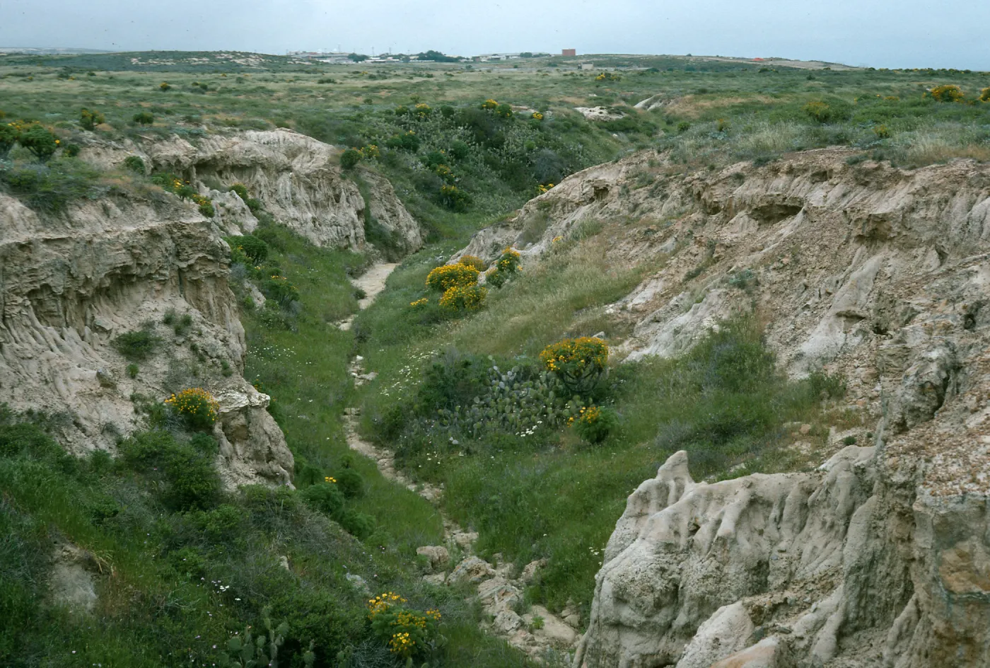 San Nicolas Island, canyon, West of airfield, Pectocarya locality