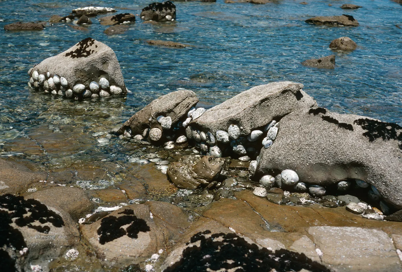 San Nicolas Island, abalone @ low tide, West end of Red Eye Beach