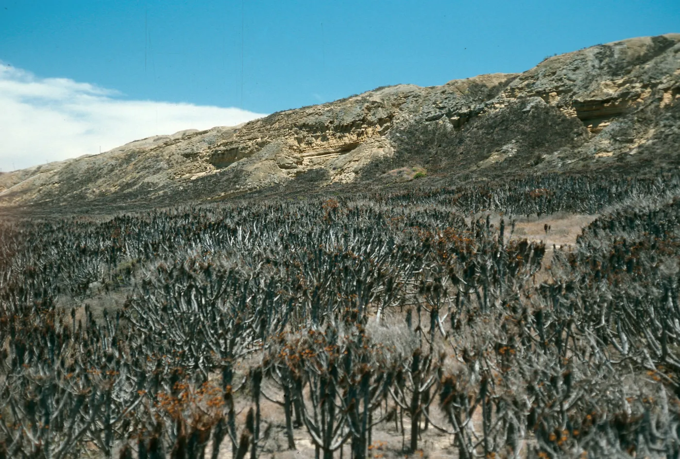 San Nicolas Island, North coastal flats, near rock jetty