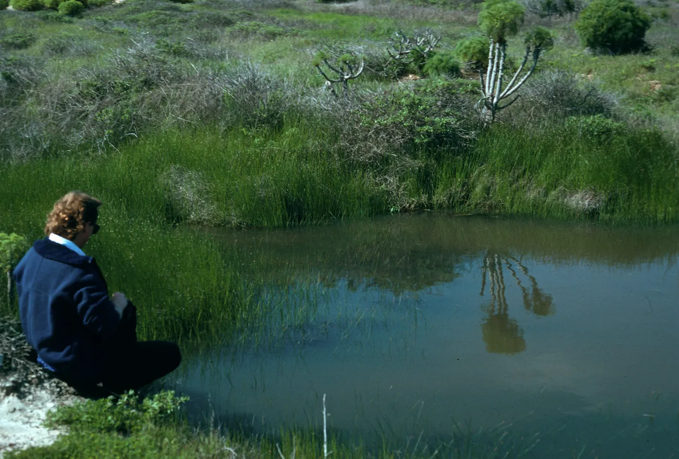 San Nicolas Island, vernal pool/chad, just West of airfield
