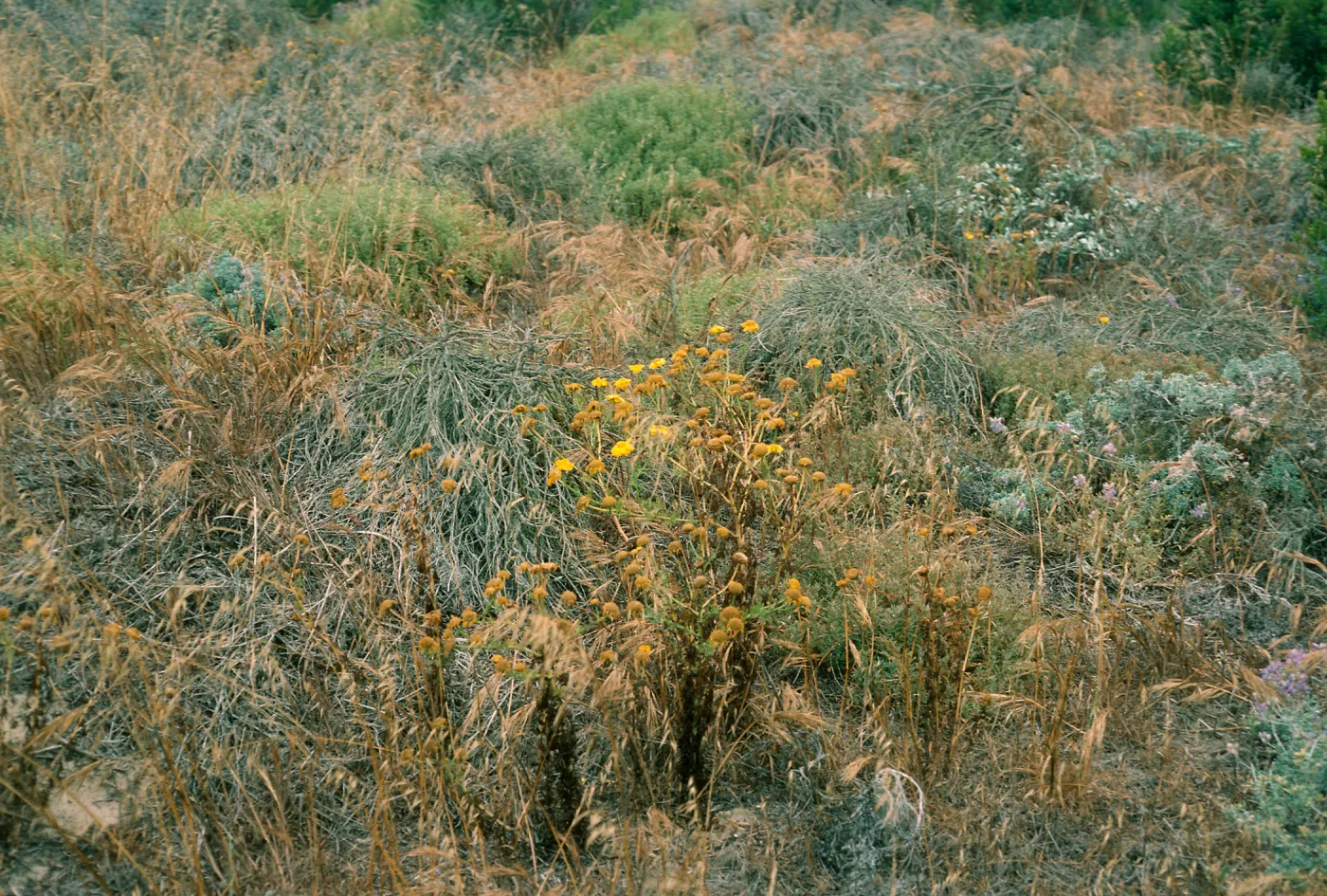 San Nicolas Island, Chrysanthemum coronarium, Building 120, Tufts Road