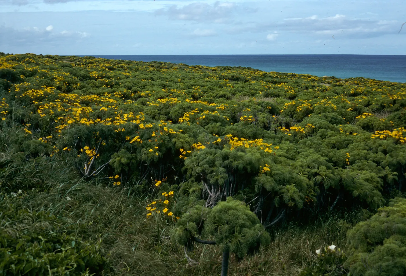 San Nicolas Island, Coreopsis, Northeast end