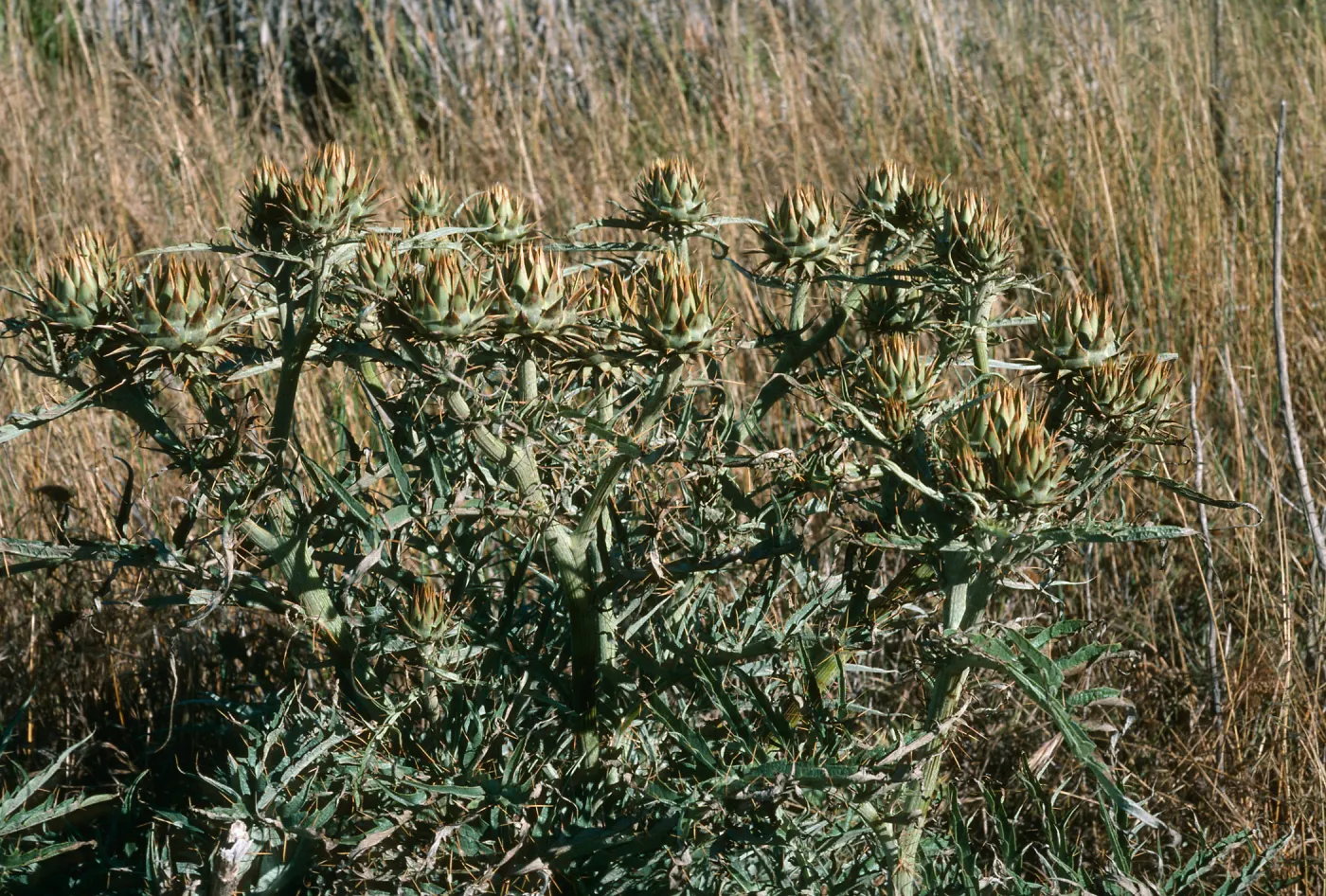 San Nicolas Island, Cynara, Wells on Tufts Road