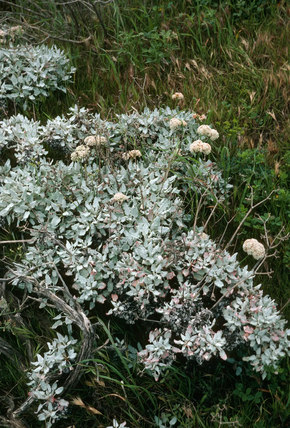 San Nicolas Island, Eriogonum grande timorum, Beach Road