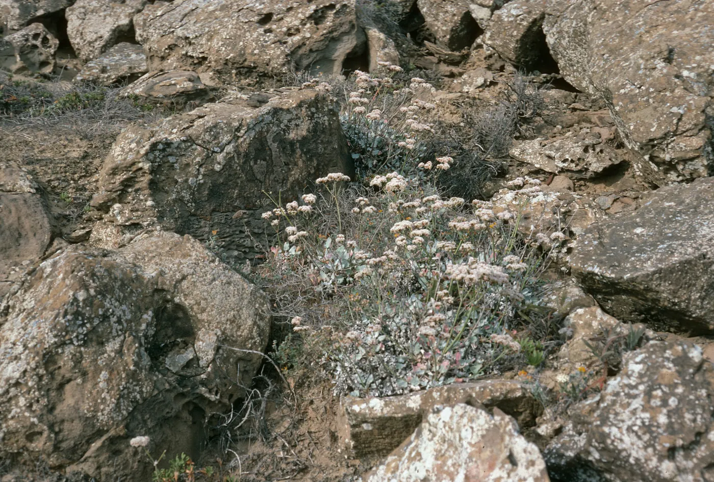 San Nicolas Island, Eriogonum grande timorum, Theodolite Road