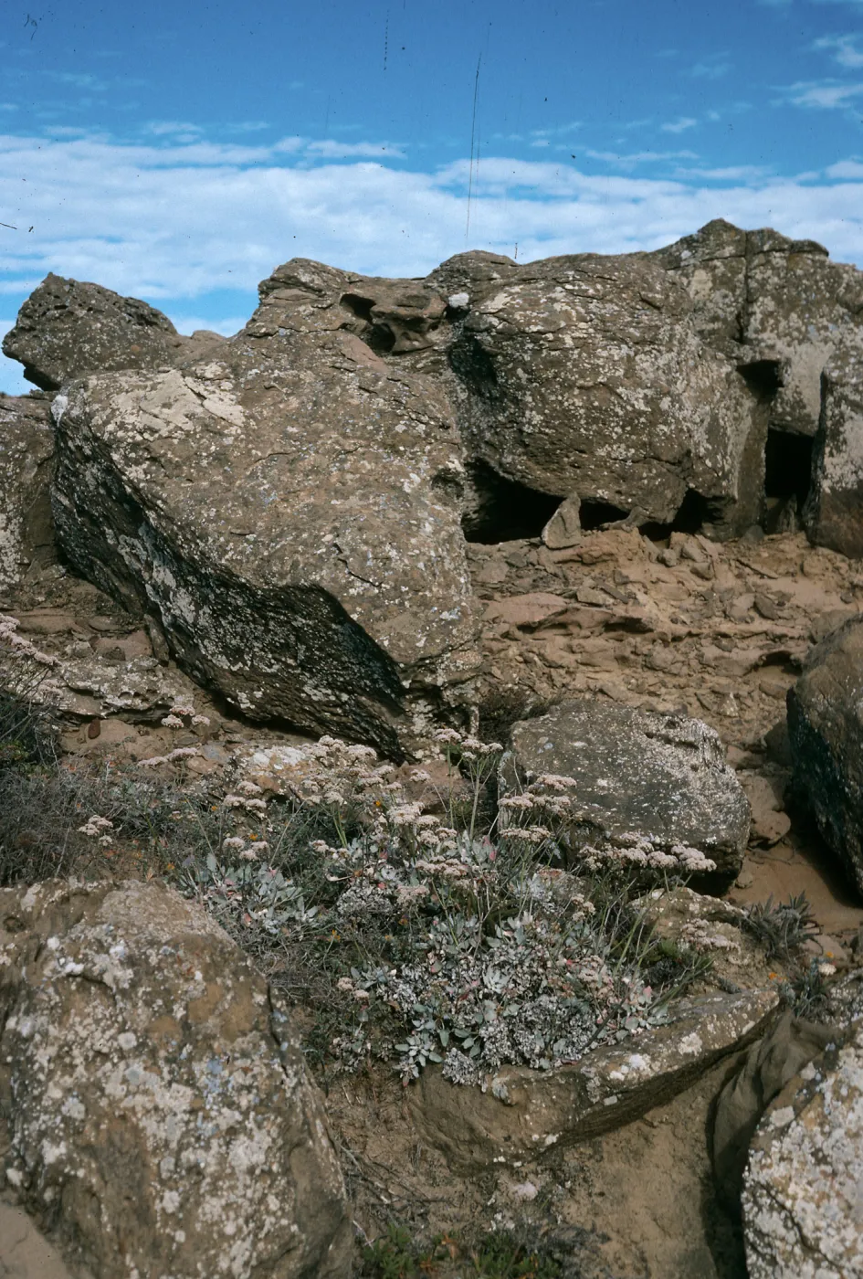 San Nicolas Island, Eriogonum grande timorum, Theodolite Road