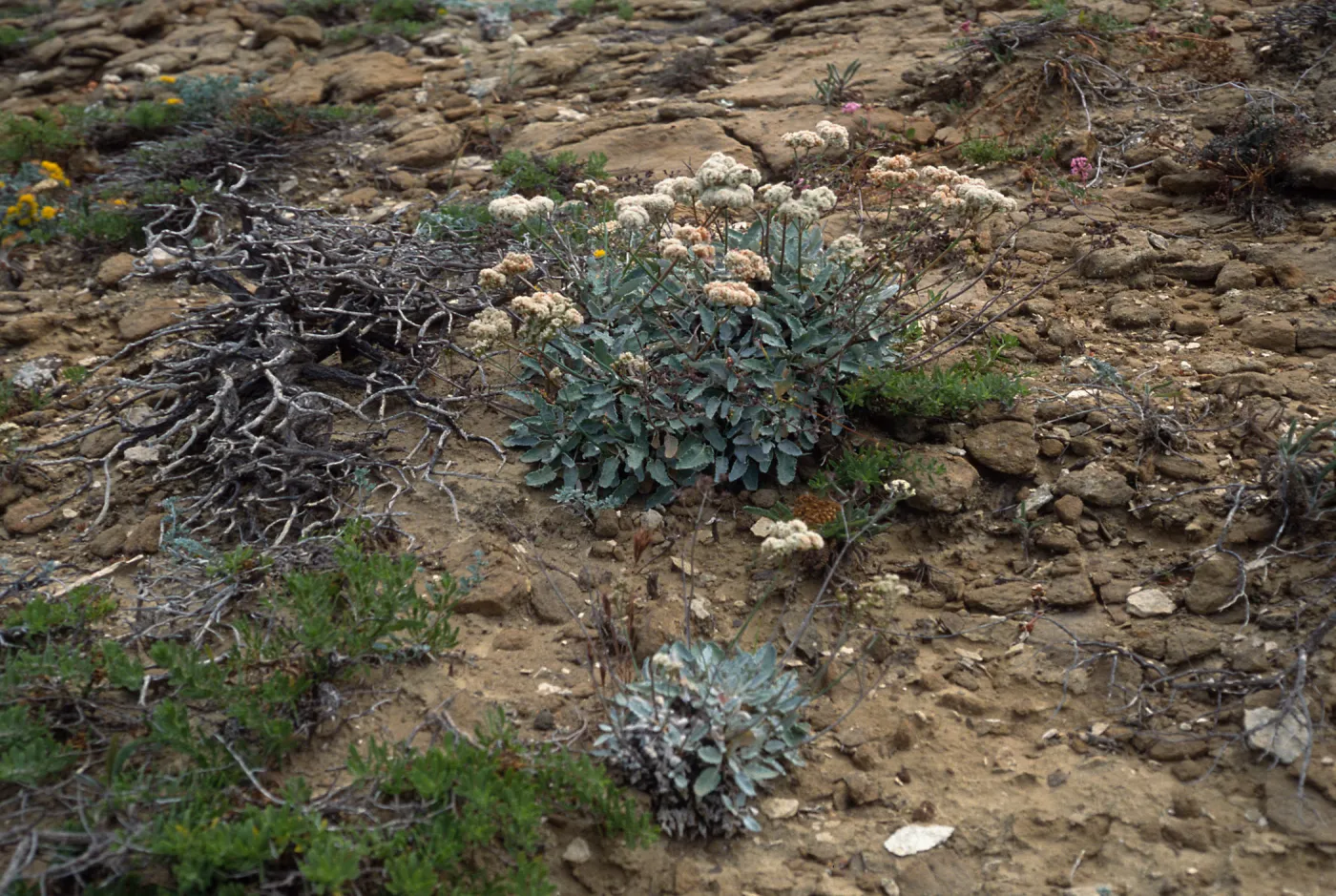 San Nicolas Island, Eriogonum grande timorum, West of South range marker poles (1st canyon)