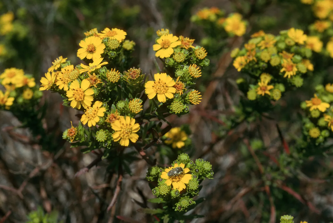 San Nicolas Island, Hemizonia clementina, just east of North runway access road