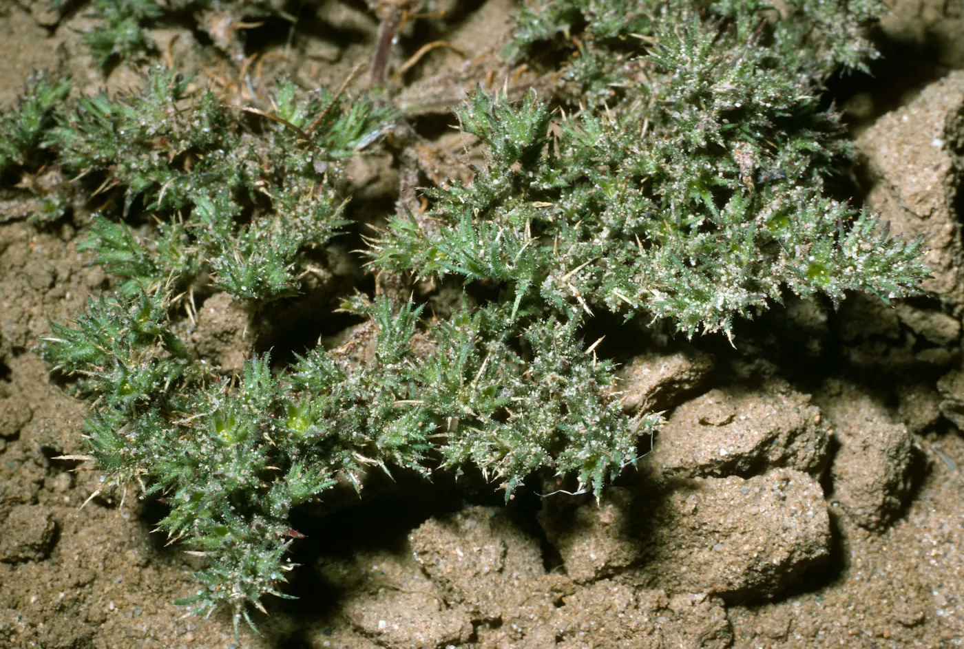 San Nicolas Island, Loeflingia squarrosa, SN-340