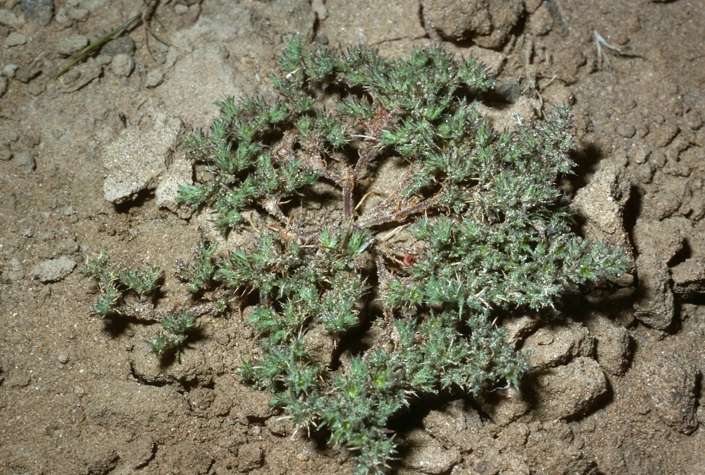 San Nicolas Island, Loeflingia squarrosa, SN-340