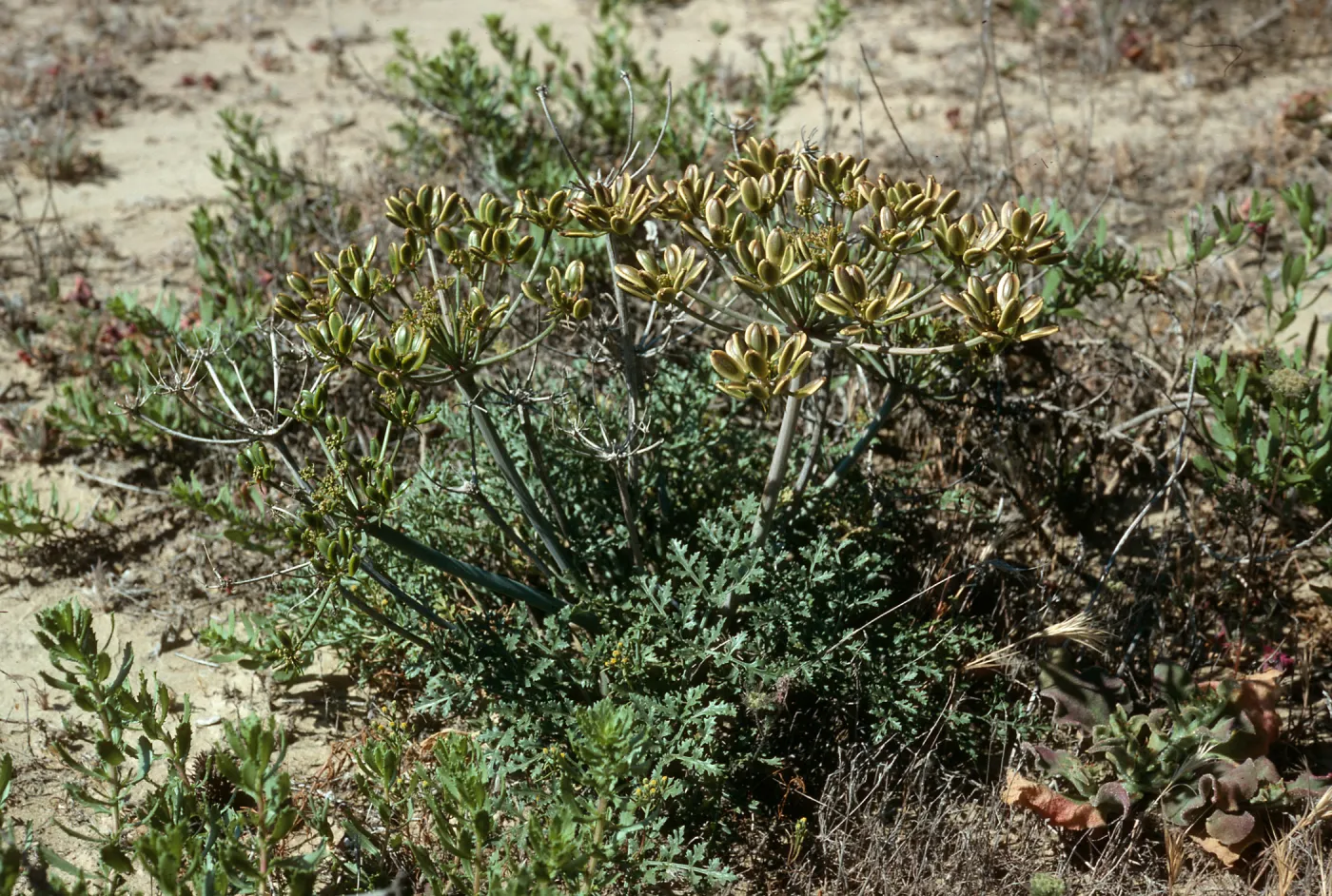 San Nicolas Island, Lomatium insulare, slopes above Daytona Beach