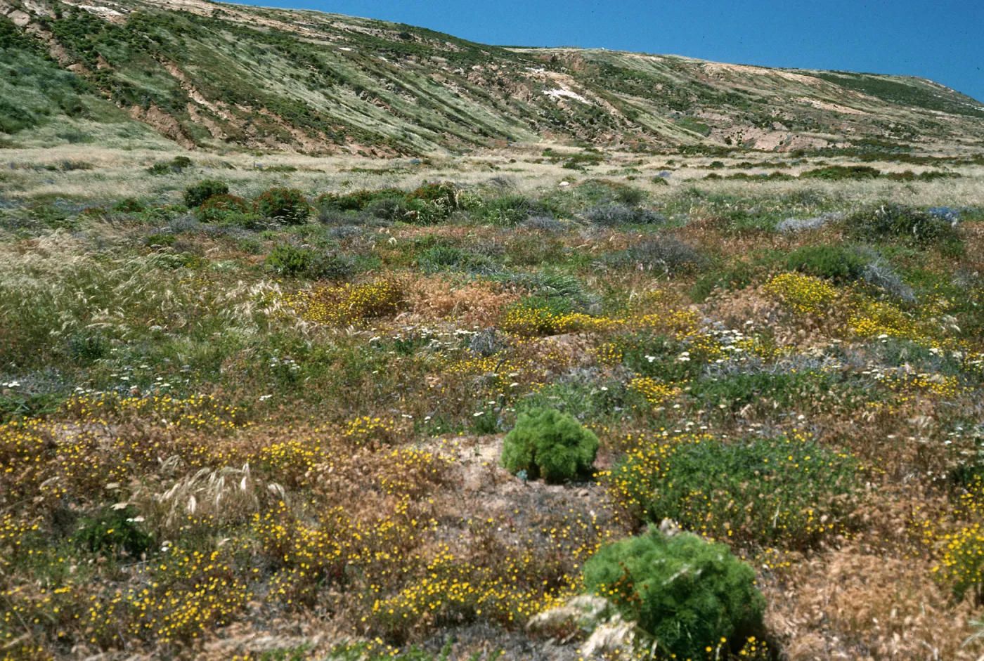 San Nicolas Island, Malacothrix polycephalia, North side, West of NAVFAC