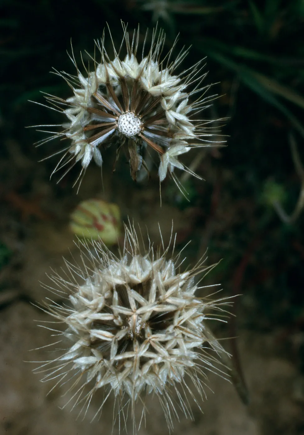San Nicolas Island, Microseris douglasii, SN-860, West of Building 121/137