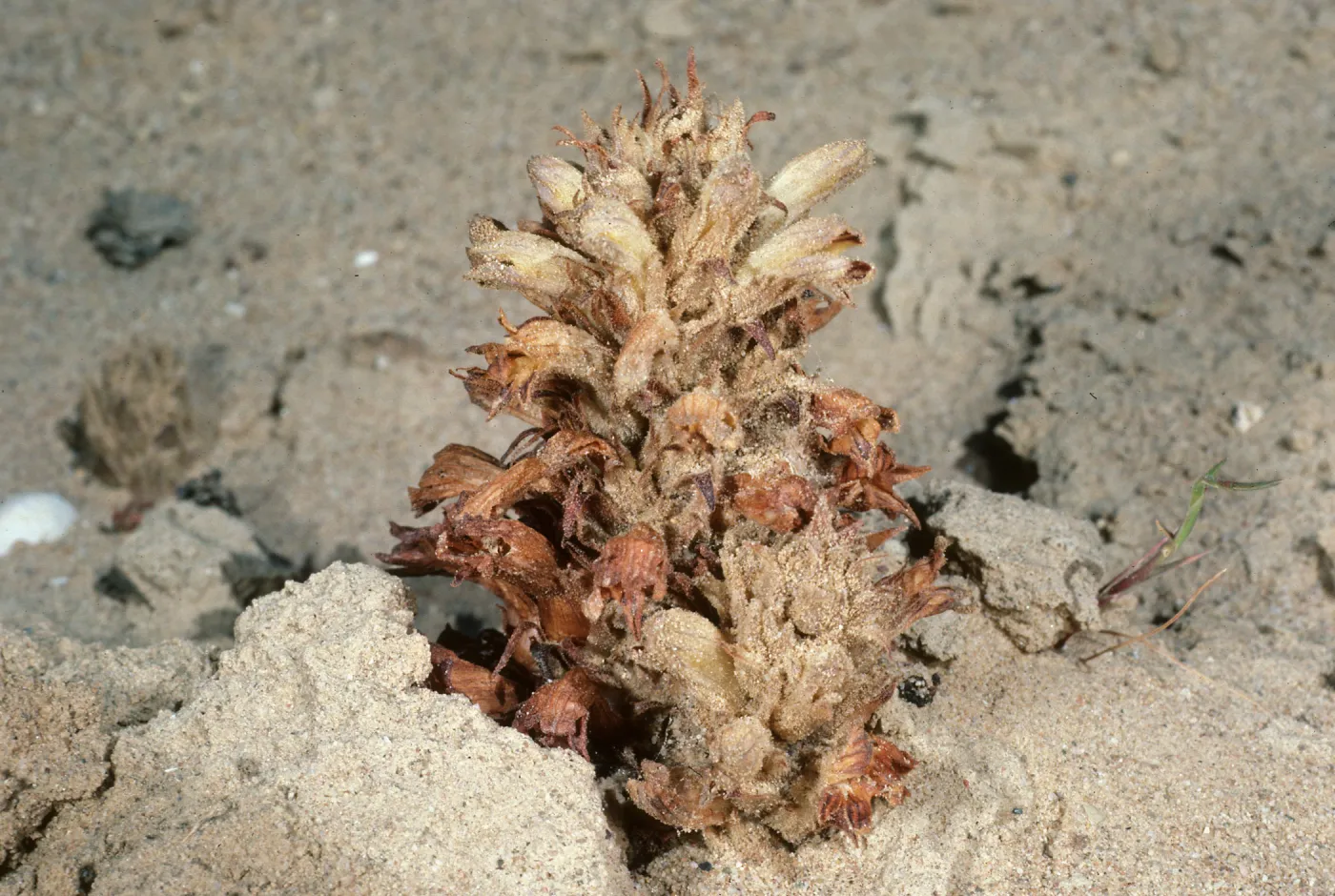 San Nicolas Island, Orobanche parishii brachyloba, Daytona Beach