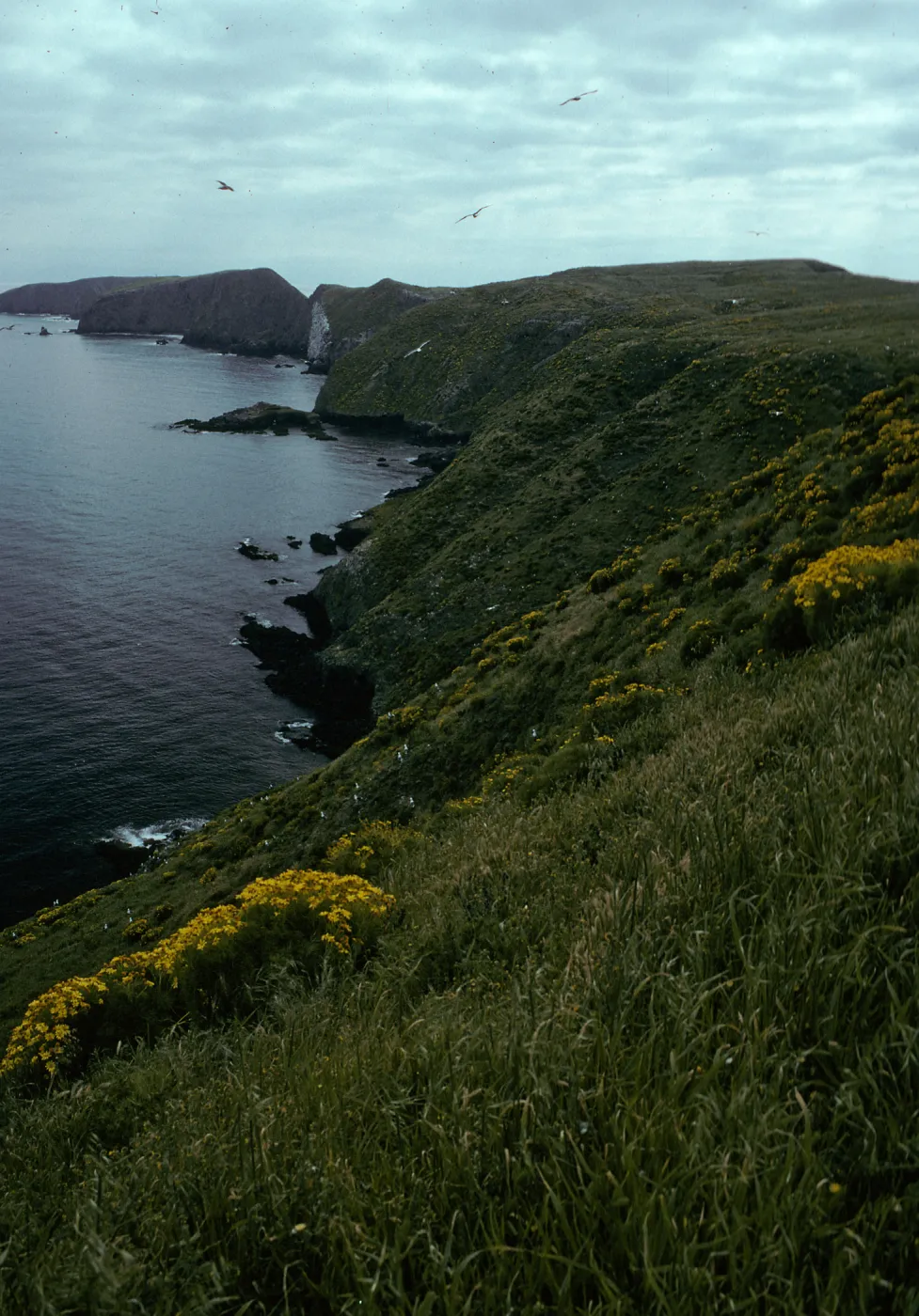 Middle Anacapa Island, view of S-facing side & East Anacapa Island