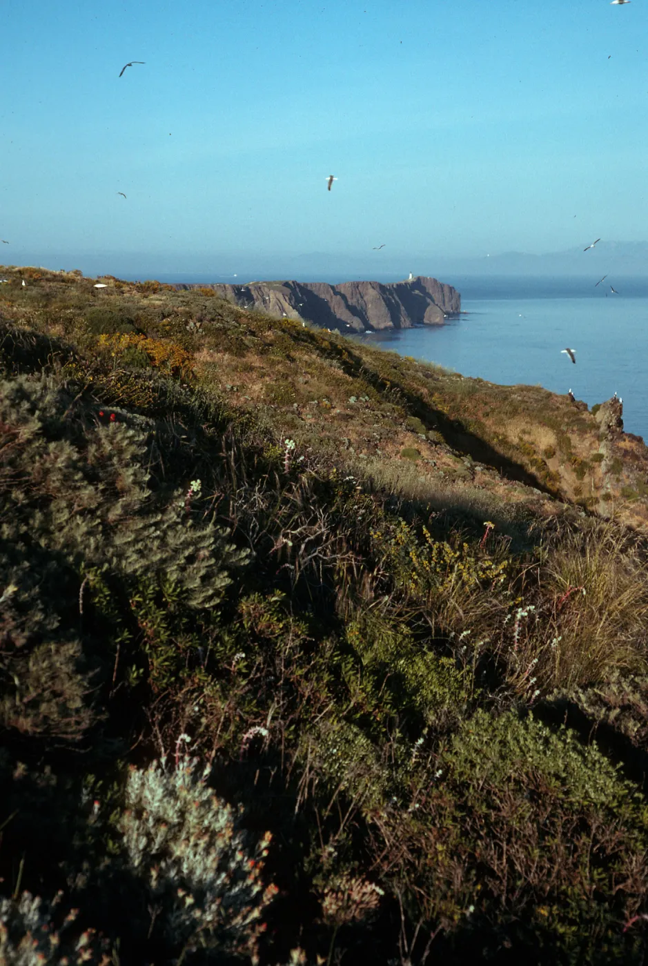 Middle Anacapa Island, near High Point, looking East