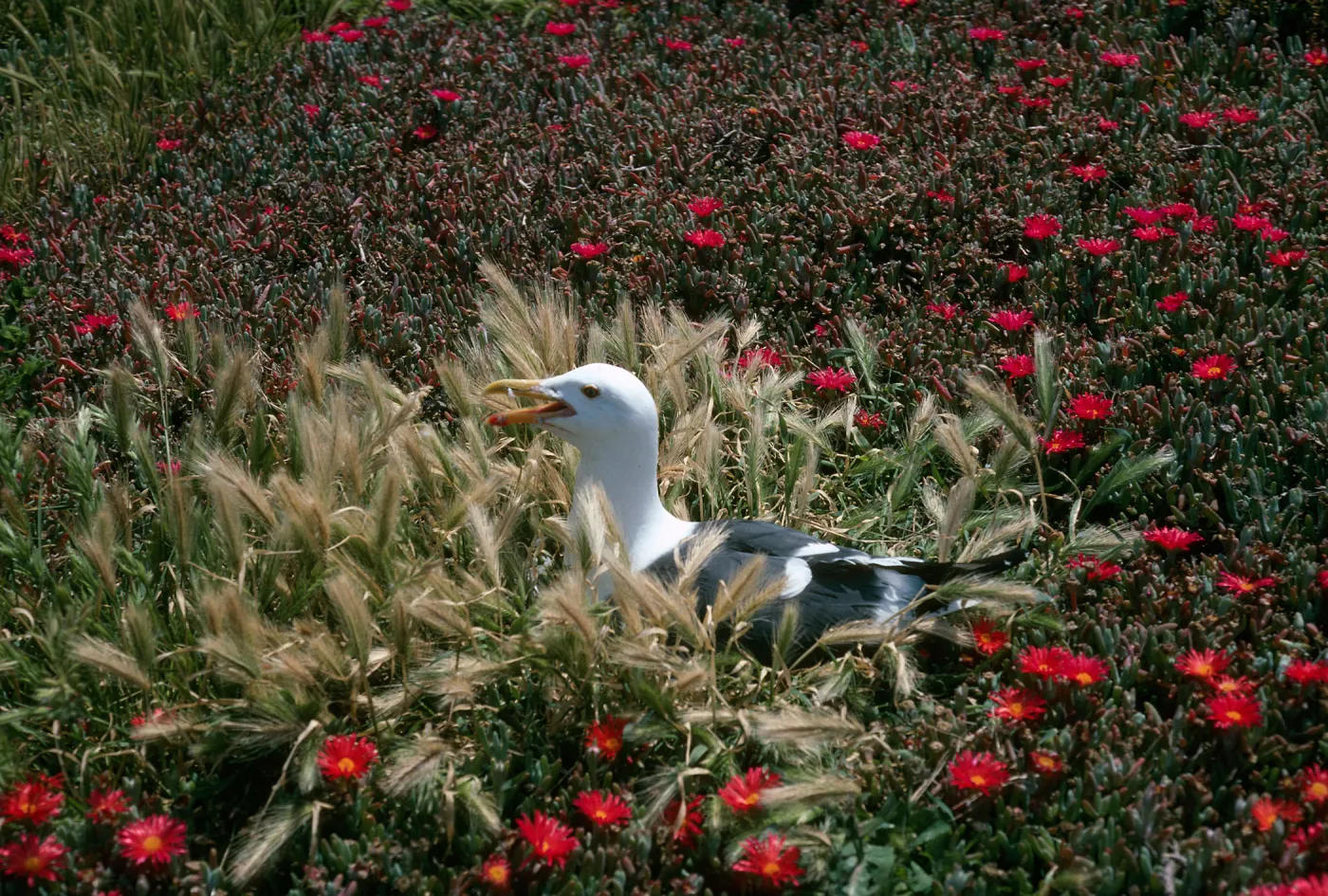 East Anacapa Island, Western Gull