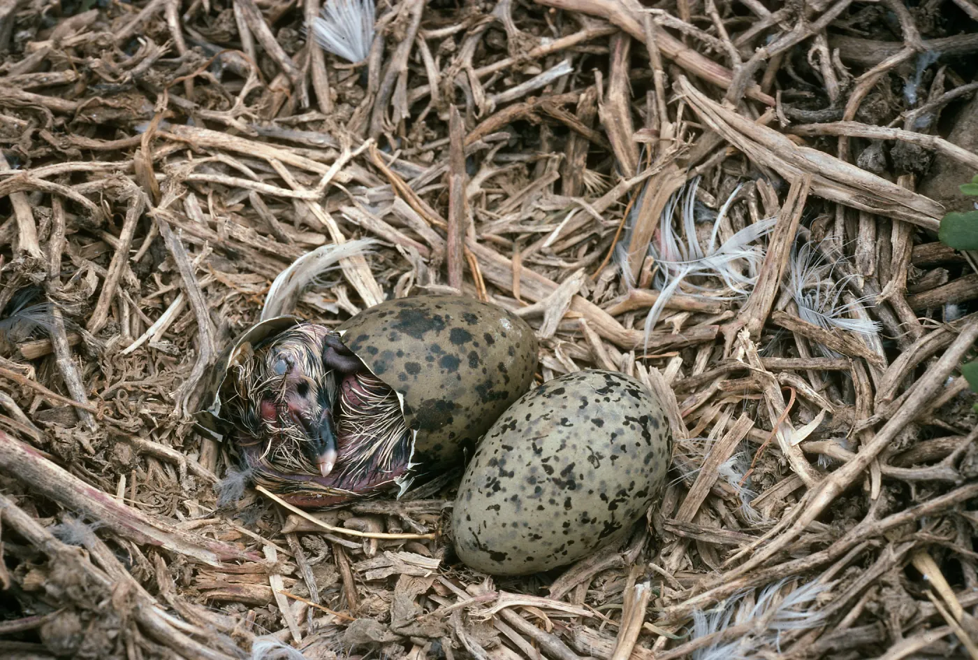 Middle Anacapa Island, gull chick hatching