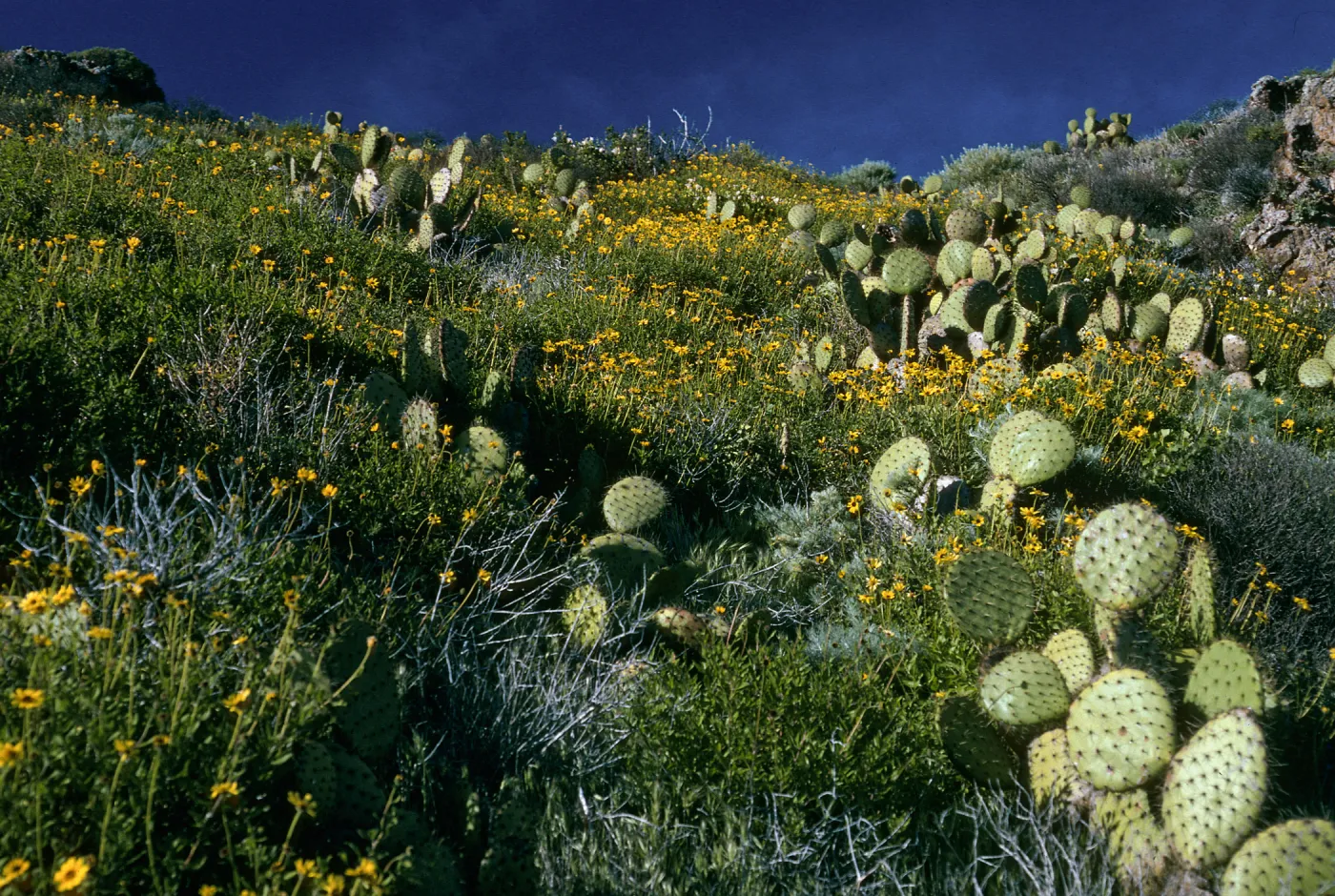 West Anacapa Island, Encelia, Opuntia (Prickly-pear), S-facing slopes, East of Summit Peak