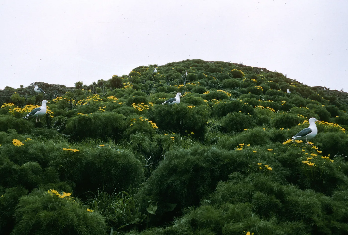 Middle Anacapa Island, Western Gulls, on Coreopsis Gigantea, Sheep Camp