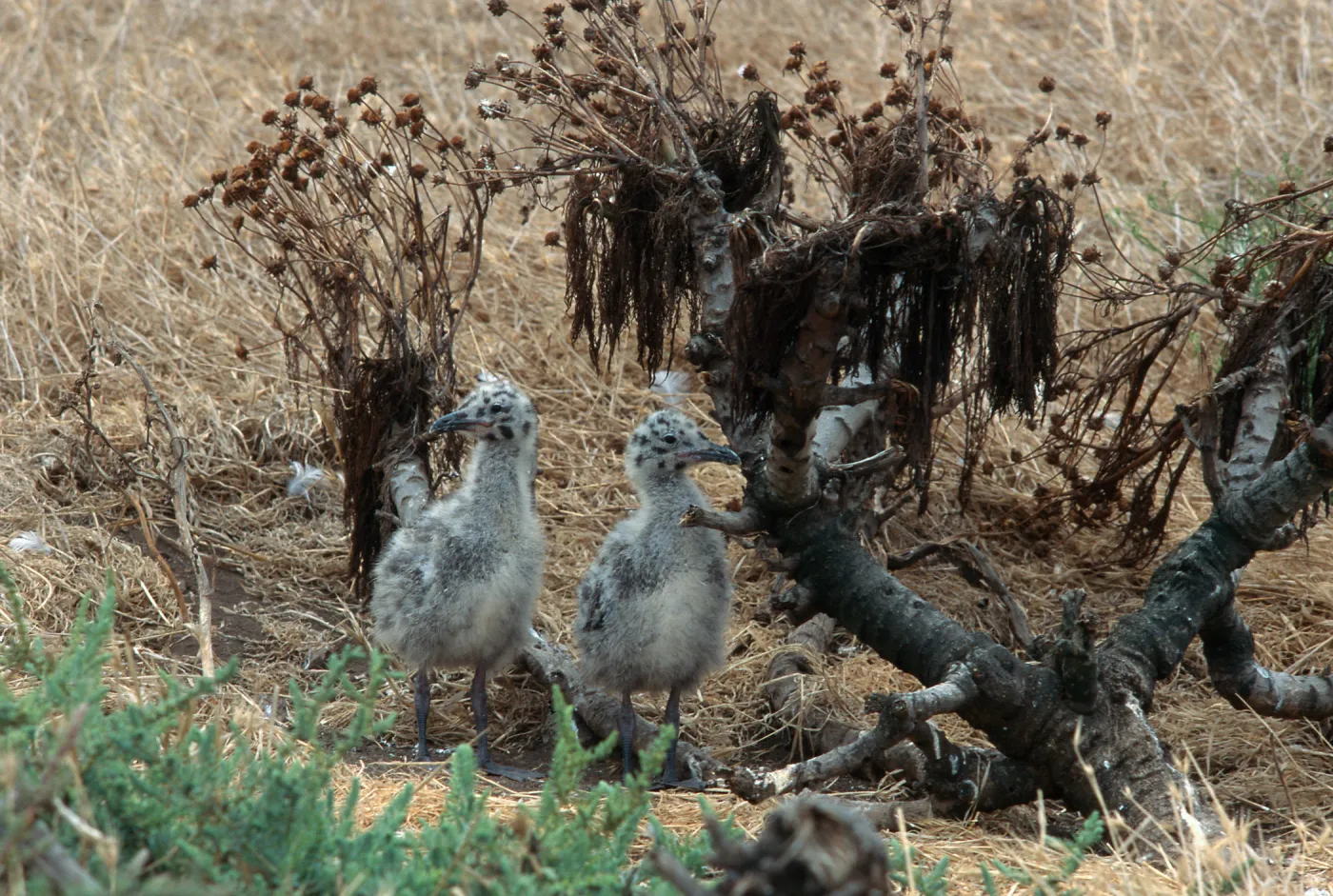 East Anacapa Island, Western Gull chicks