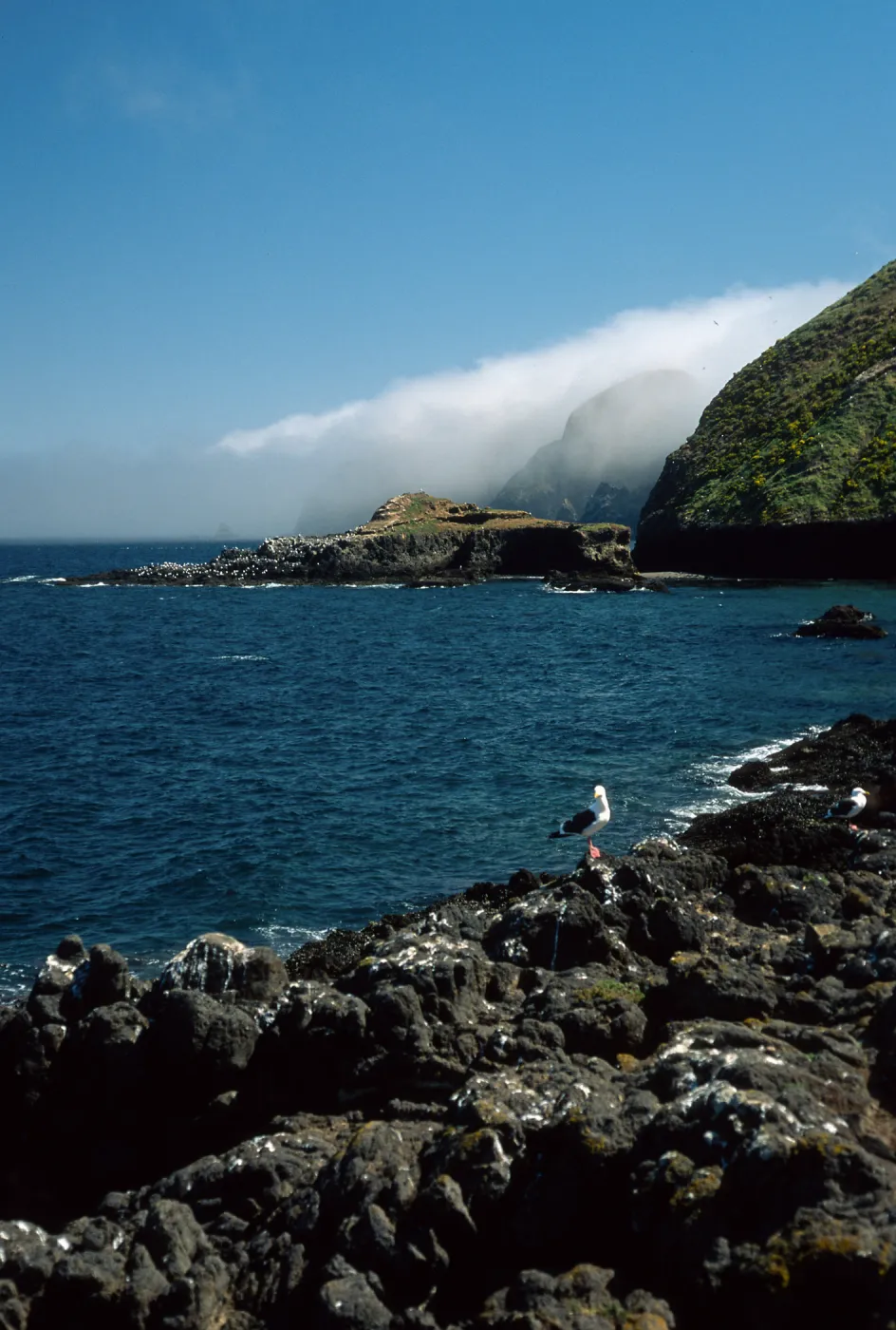 Middle Anacapa Island, looking East, Sheep Camp