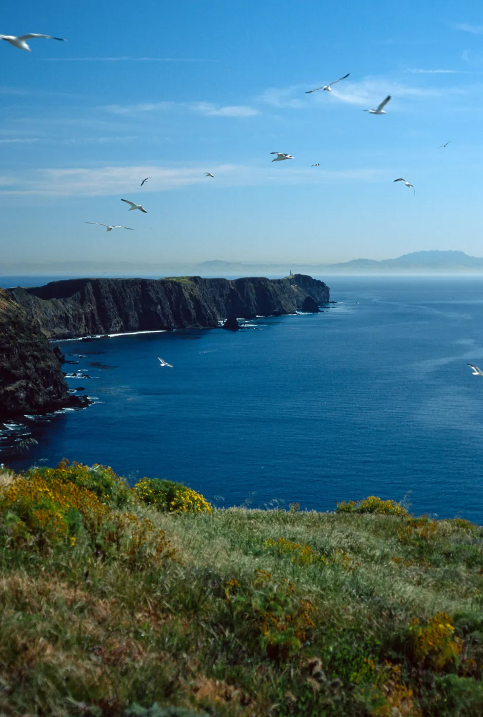 Middle Anacapa Island, looking East from vicinty of East Fish Camp