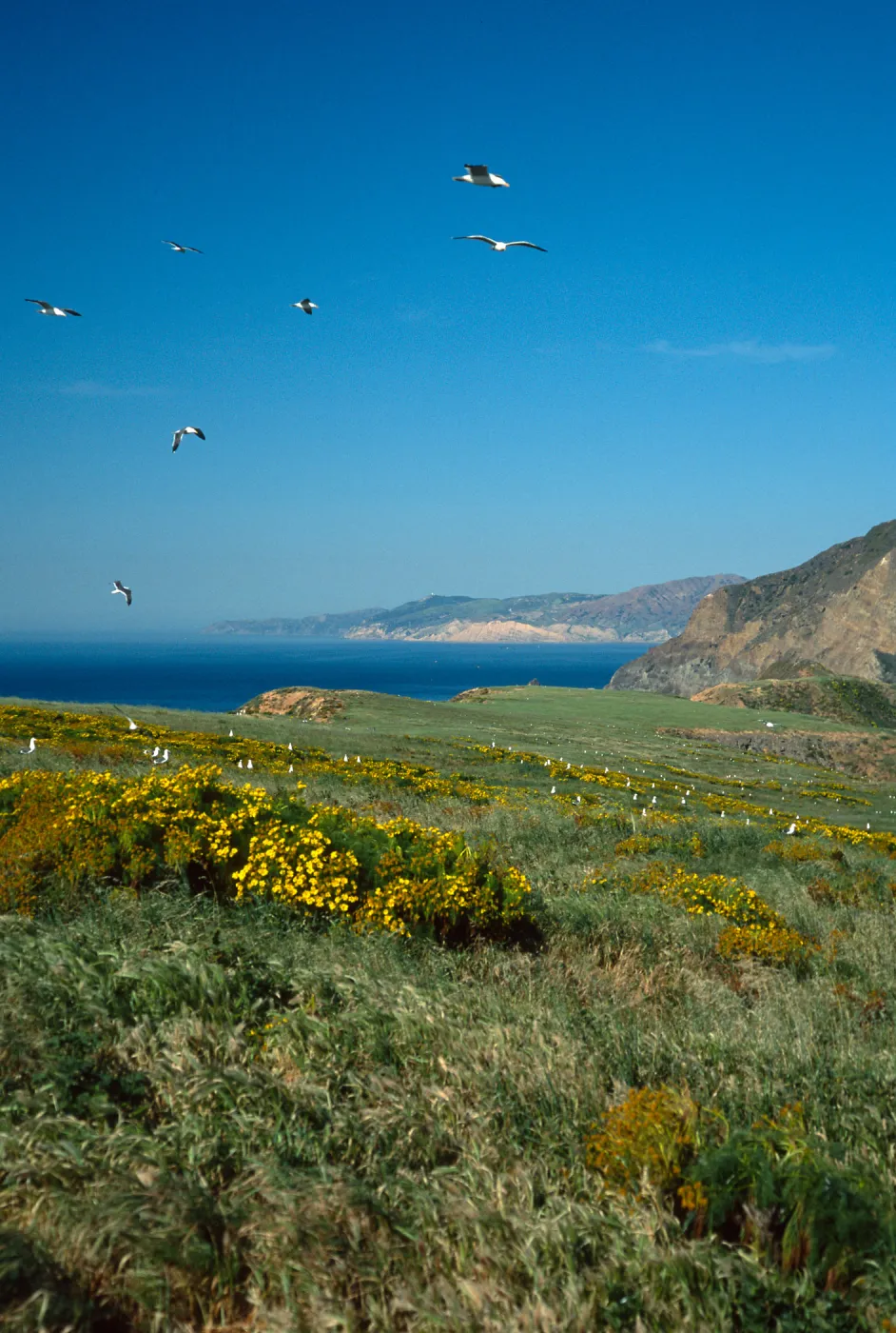 Middle Anacapa Island, looking West toward Santa Cruz Island, terrace