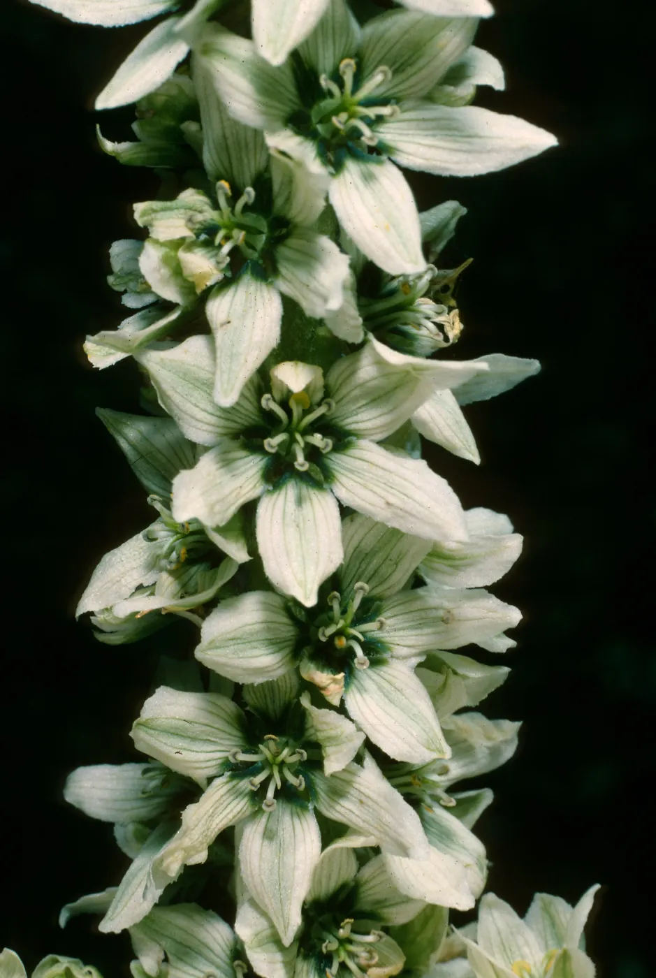 Veratrum californicum, Corn Lily, Onion Valley, Sierra Nevada