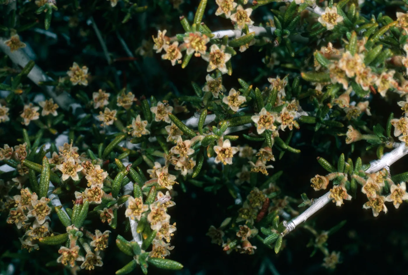 Cercocarpus intricatus, Mojave National Preserve, Keystone Canyon, New York Mtns.