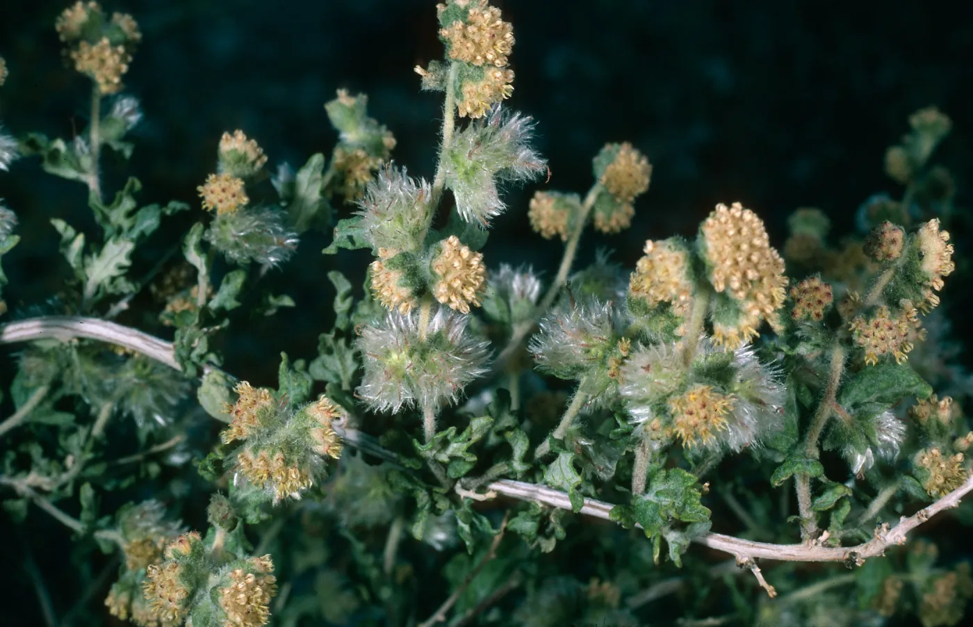 Ambrosia eriocentra, Mojave National Preserve, Vulcan Mine, Providence Mountains