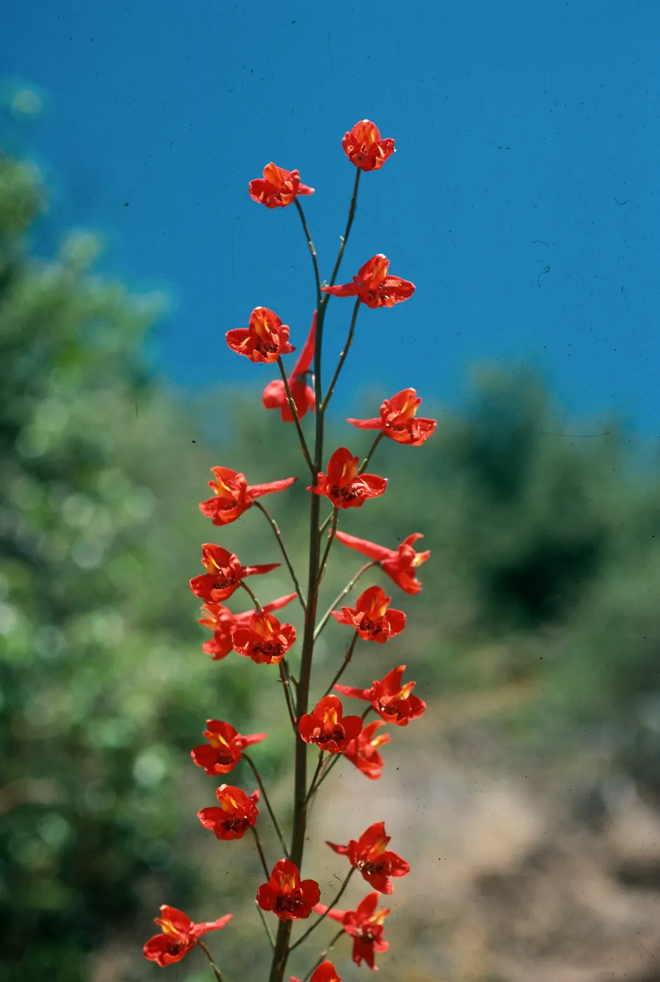 Delphinium cardinale, ruins- East Camino Cielo