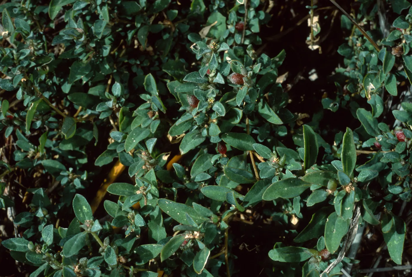 Atriplex semibaccata, Tunnel Road
