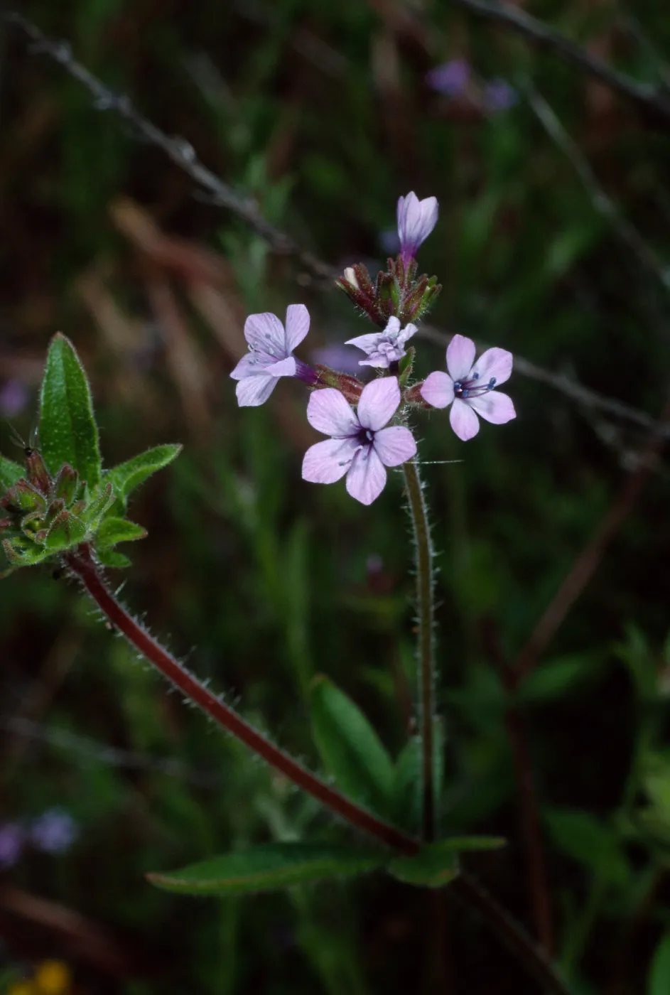 Allophyllum gilioides, near Broadcast Peak