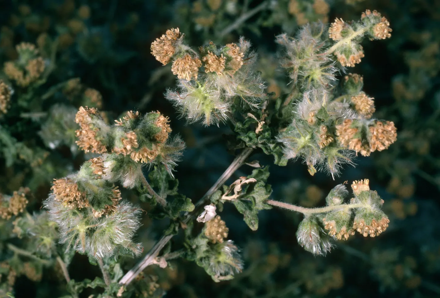 Ambrosia eriocentra, Mojave National Preserve, Vulcan Mine, Providence Mountains