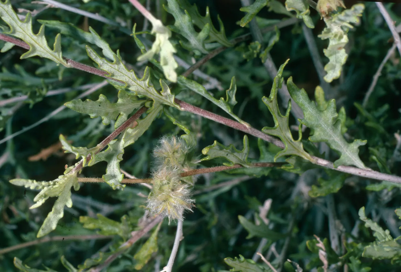Ambrosia eriocentra, Mojave National Preserve, West of Vulcan Mine, Providence Mountains