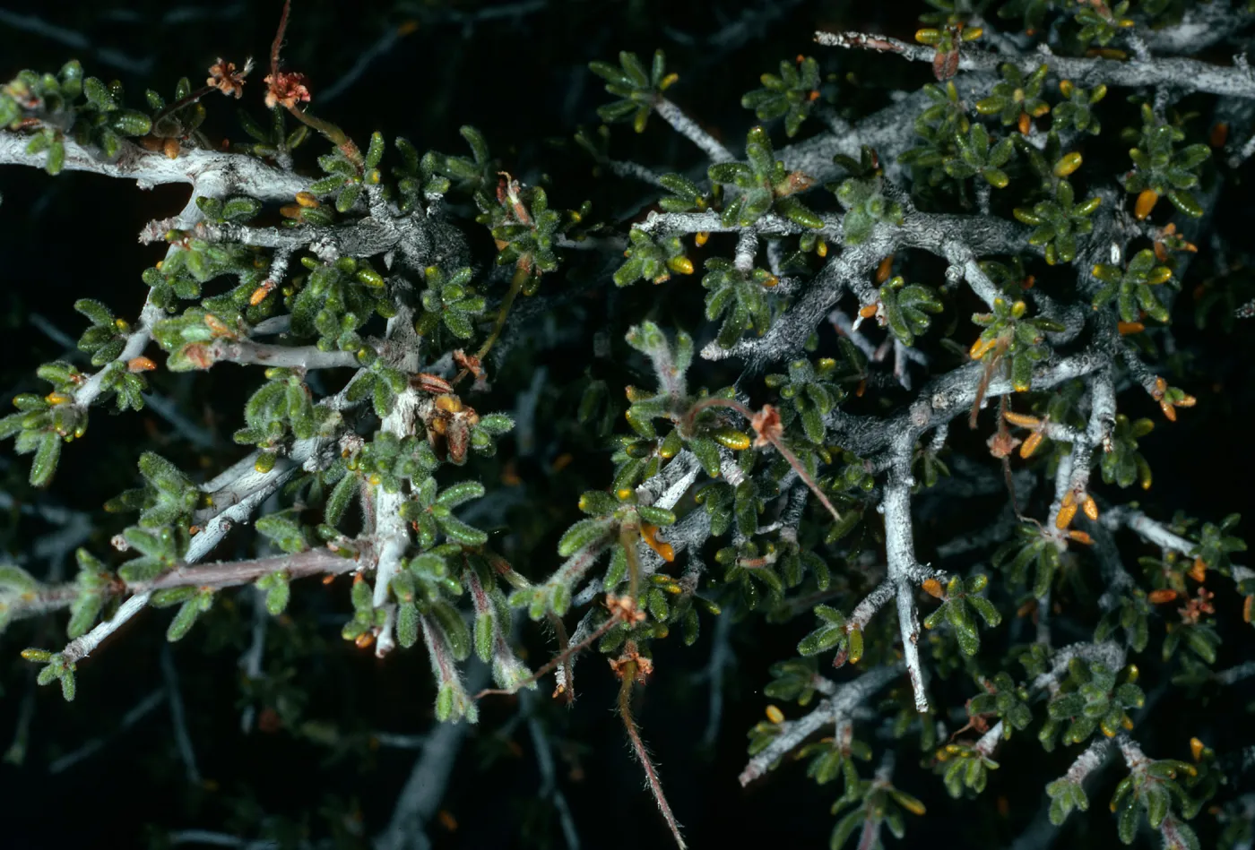 Cercocarpus intricatus, Mojave National Preserve, Eureka Valley, Saline Valley Road
