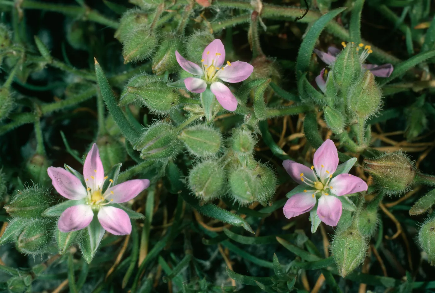 Spergularia macrotheca, Santa Cruz Island, Northwest coast