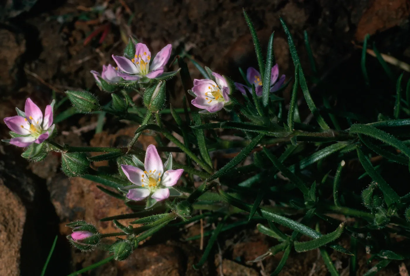 Spergularia macrotheca, Santa Cruz Island, lower Sauces Canyon