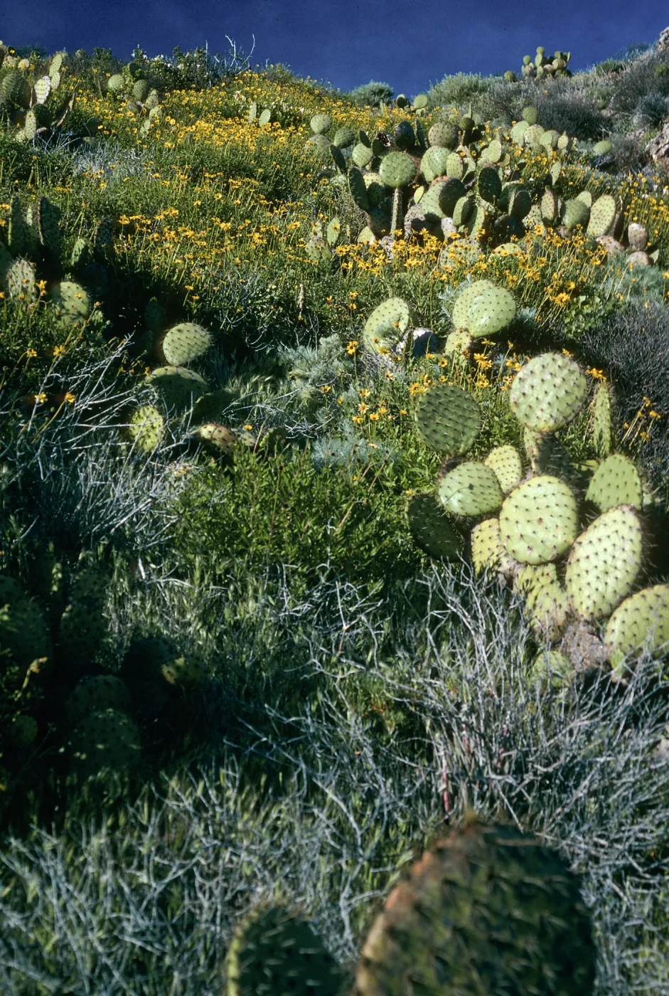 West Anacapa Island, Encelia, Opuntia, S-facing slopes, East of Summit Peak