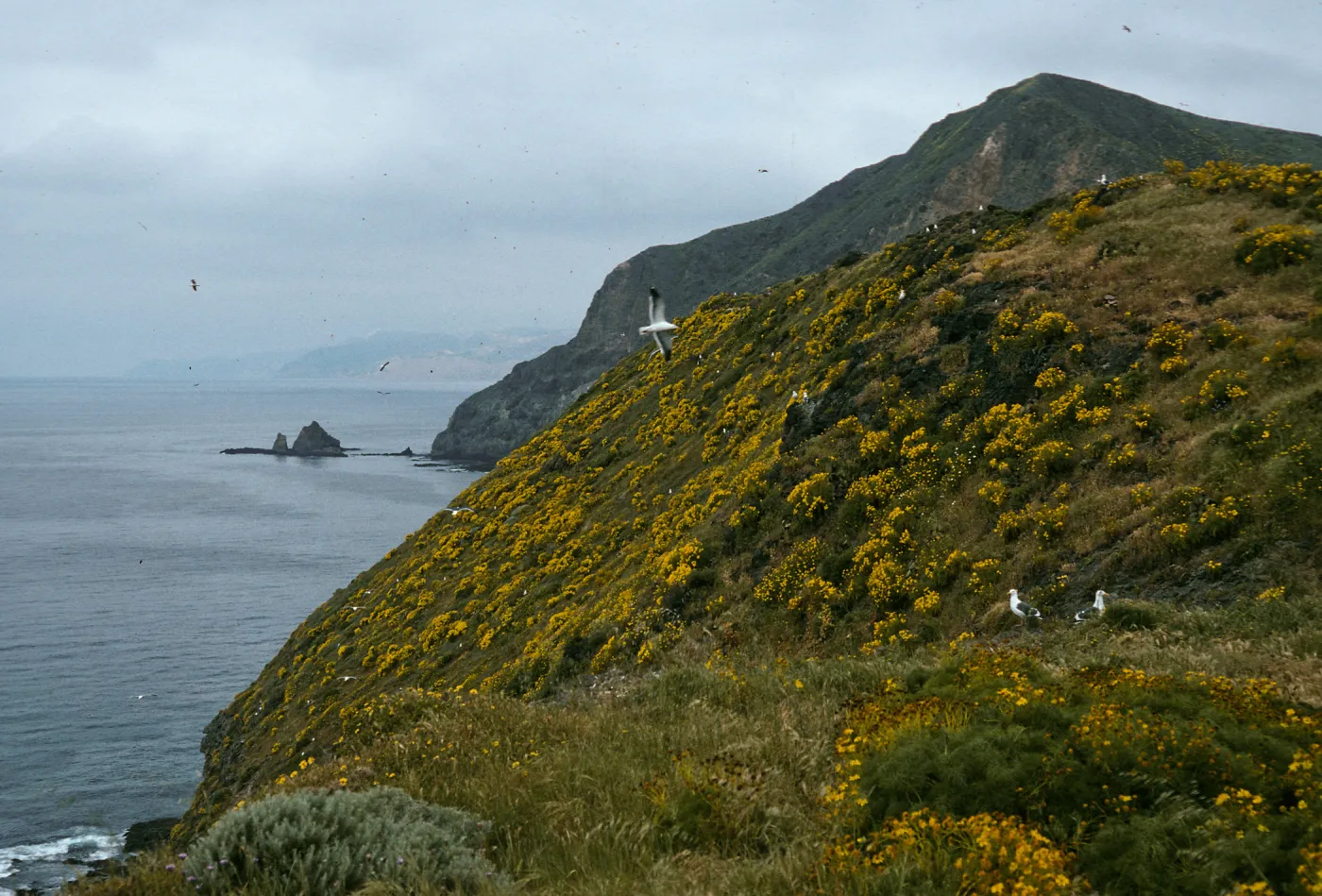 Middle Anacapa Island, looking west near W. Knife Edge