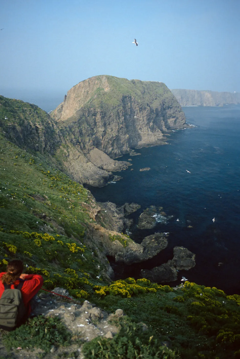 Middle Anacapa Island, Dave Rosen, overlooking East Fish Camp